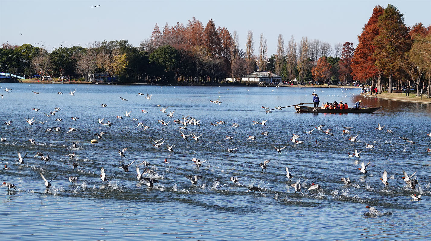 国立公園研究所が公開シンポジウム「2030年に向けた水辺の外来種対策」を開催